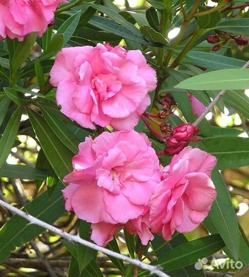Олеандр махровый