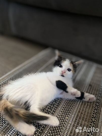 Пристраивается котенок