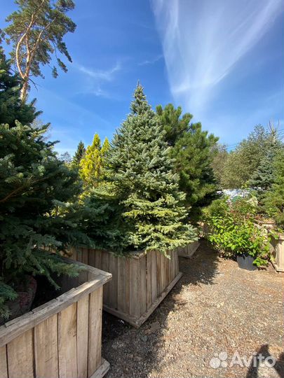 Ель Голубая Глаука 305 см