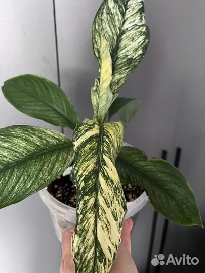 Спатифиллум Канифоль