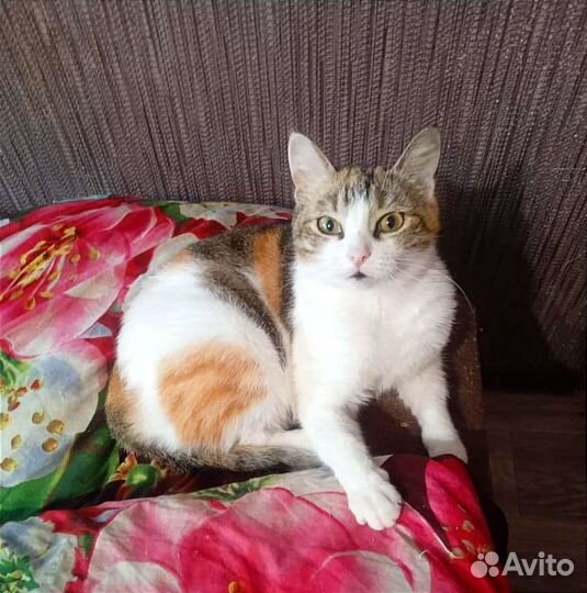 Ласковая, трёхцветная кошка Маргоша ищет дом