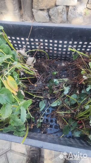 Рассада клубники Купчиха