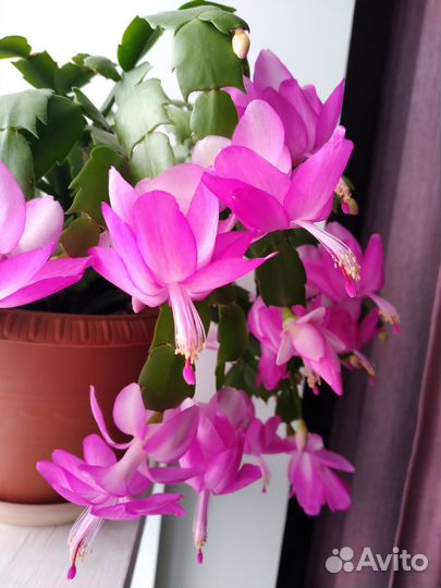 Декабрист шлюмбергера