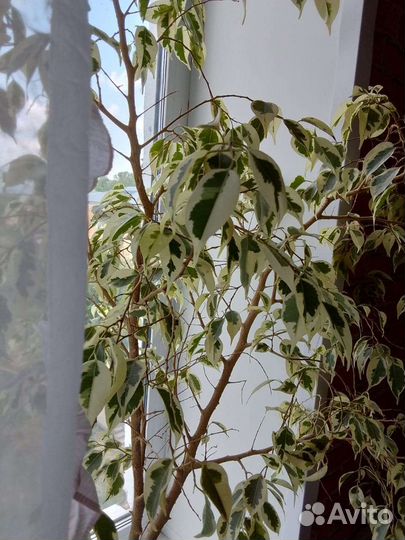 Фикус бенджамина