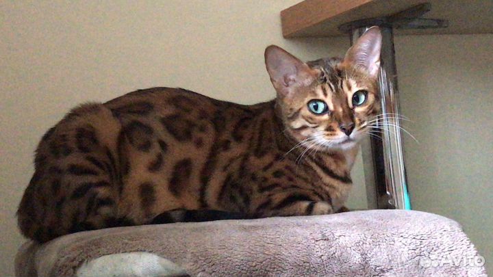 Бенгальские котята