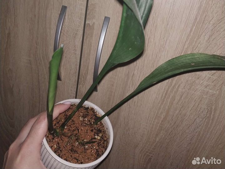 Аспидистра