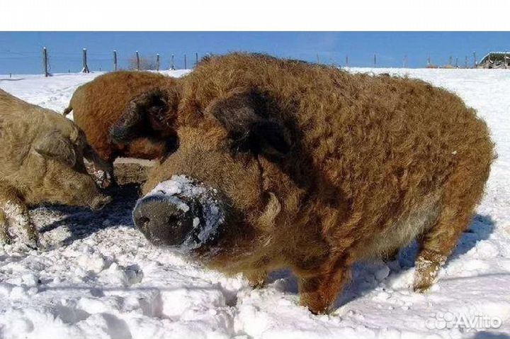 Мясо свинина домашняя