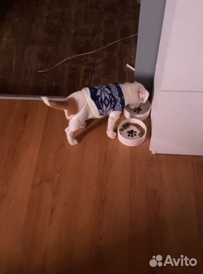 Одежда для маленьких пород собак