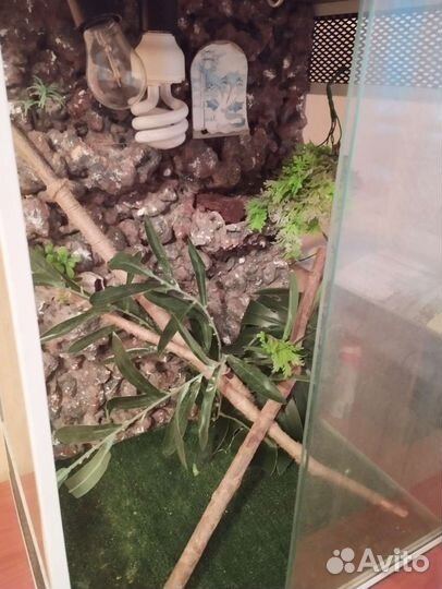 Террариум для рептилий