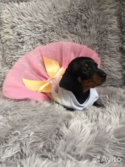 Щенок таксы mini девочка клубная