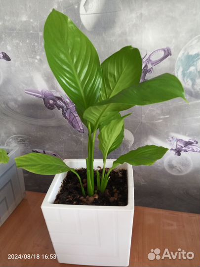 Продам Спатифилум