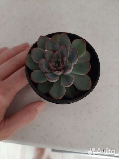 Эхеверия пулидонис