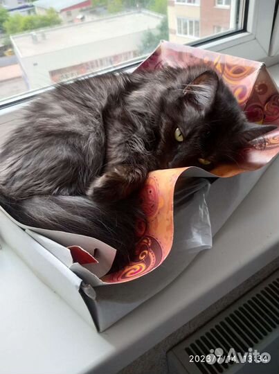 Кошечка Кеша