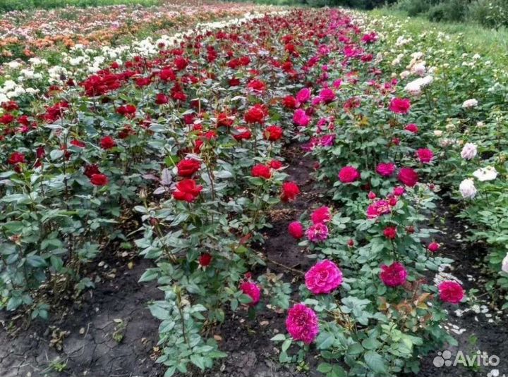 Роза саженец