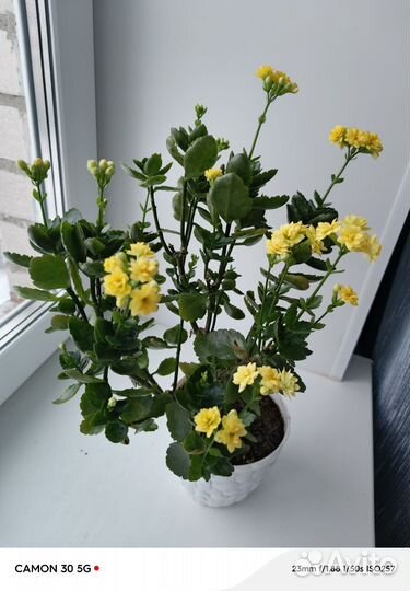 Каланхоэ цветущий