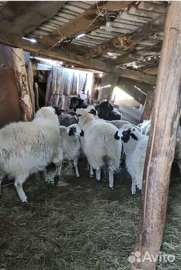 Бараний Курдючный жир