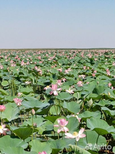 Экскурсии на лотосные поля/прогулка/рыбалка