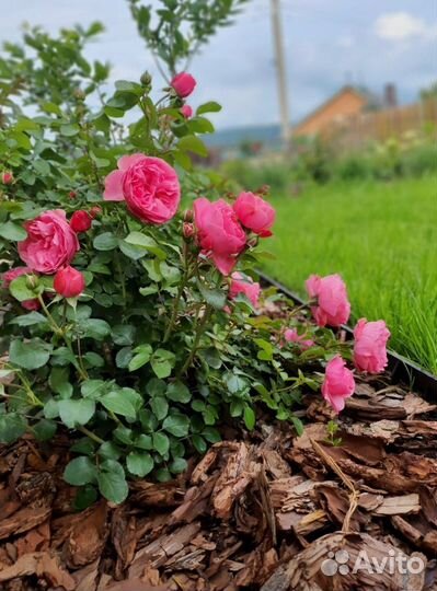 Мульча кора лиственницы