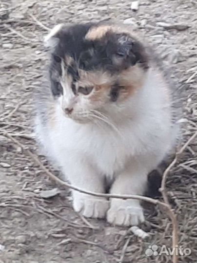 Котики бесплатно