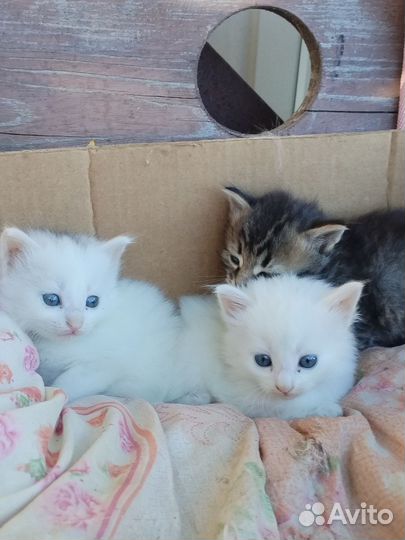 Котята в хорошие руки. 2 девочки
