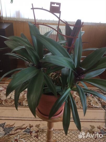 Комнатные растения цветы