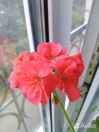 Герань пеларгония