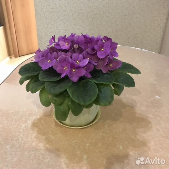 Фиалка в горшках