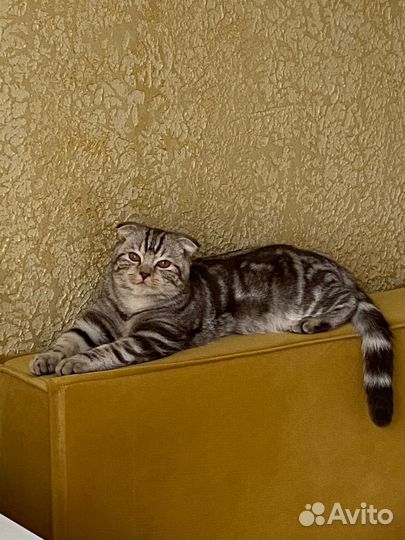 Шотландский кот вязка