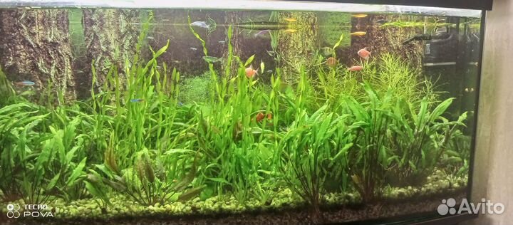 Криптокорина