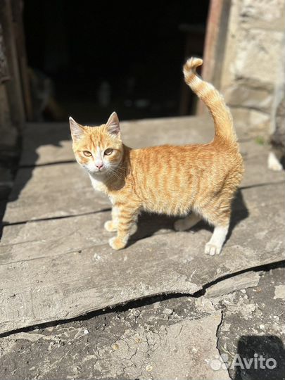 Тотошка, 5 мес