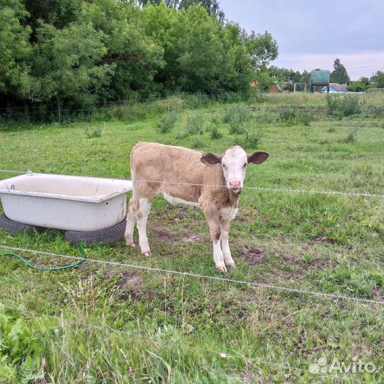 Коровы, козы