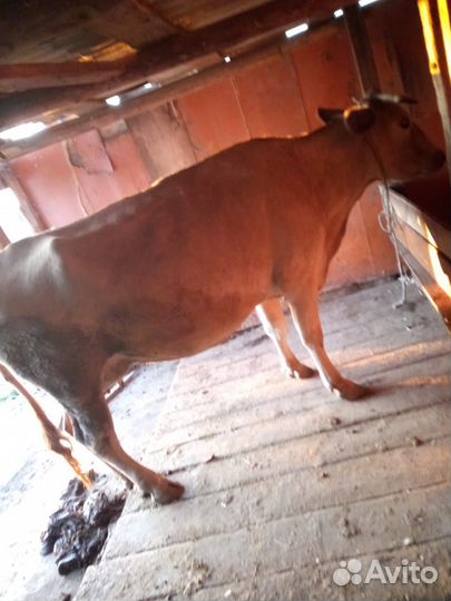 Дойная корова