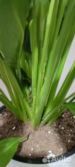 Спатифиллум