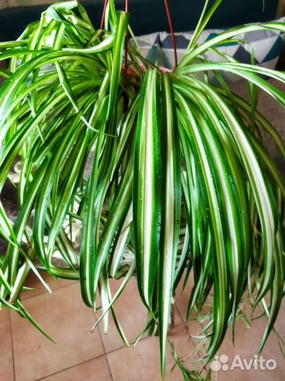 Хлорофитум