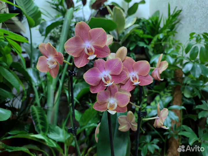 Орхидея фаленопсис Горизонт