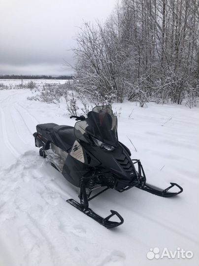 Arctic cat