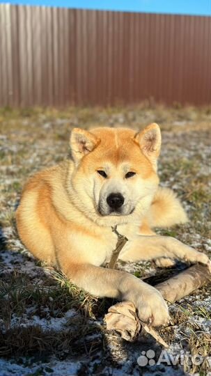 Вязка Акита-Ину