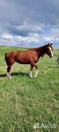 Лошади, лошадь