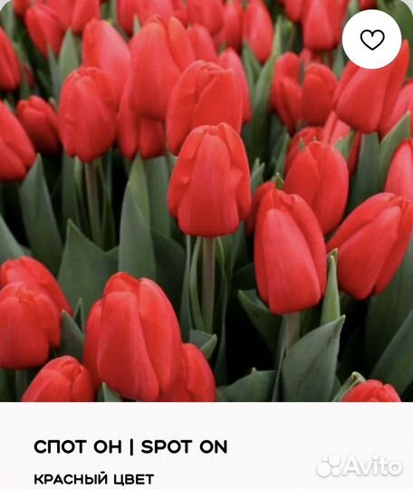 Тюльпаны с Доставкой к 8 марта