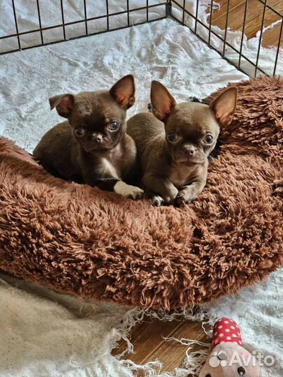 Чишки-детишки