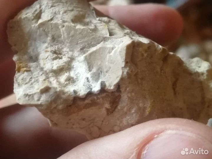 Окаменелости древнего моря