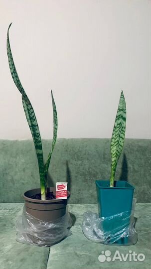 Сансевиерия