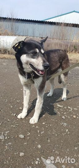 Собака в добрые руки