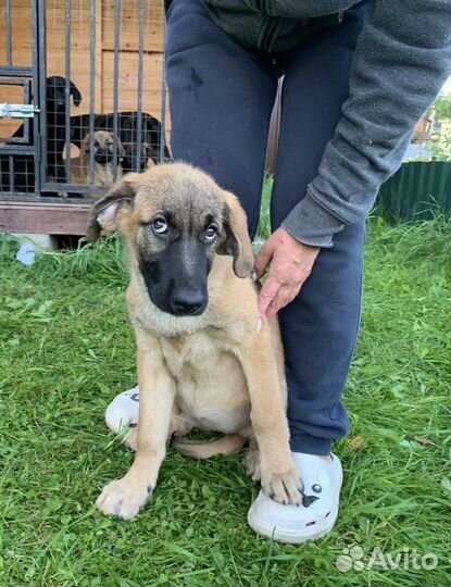 Щенки 4 месяца