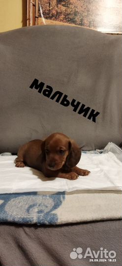 Очаровательные таксы