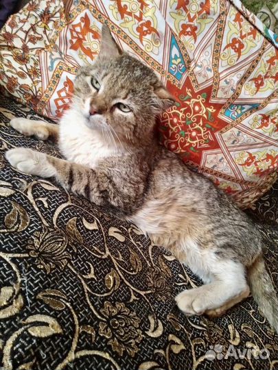 Кот в добрые руки