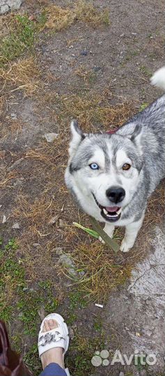 Отдам в добрые руки хаски
