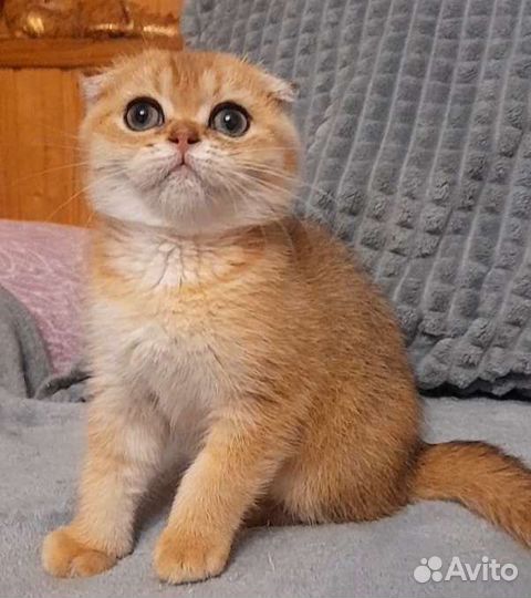 Золотая вислоушка девица. Питомник