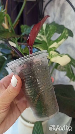 Филодендрон розовая принцесса