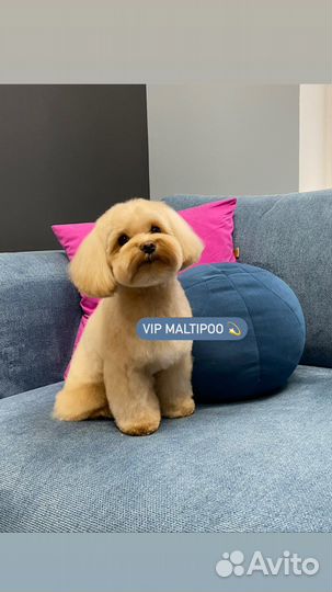 Vip Мальтипу ф1
